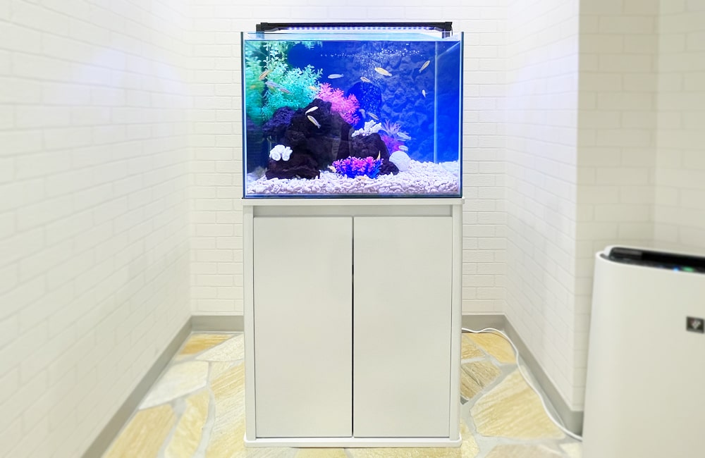 法律事務所様 60cm 淡水魚水槽レンタル事例