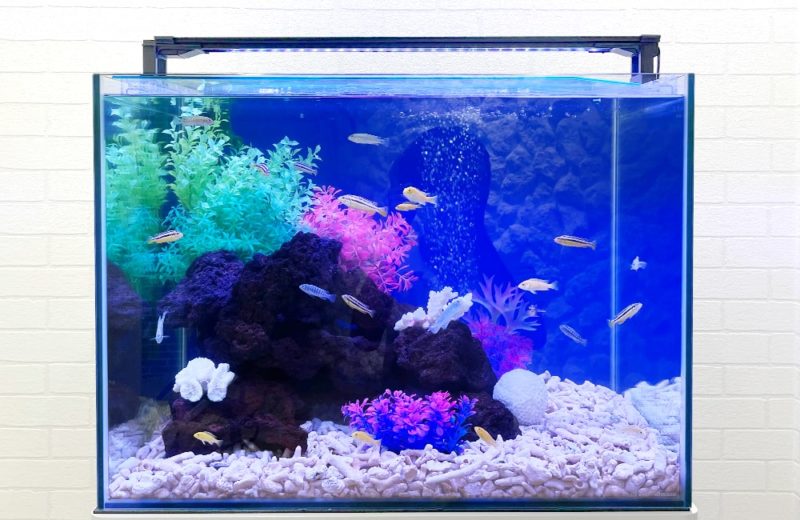 法律事務所様 60cm 淡水魚水槽レンタル事例 水槽画像2