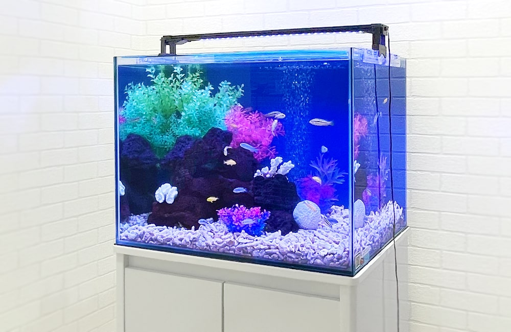 60cm淡水魚水槽 斜めから