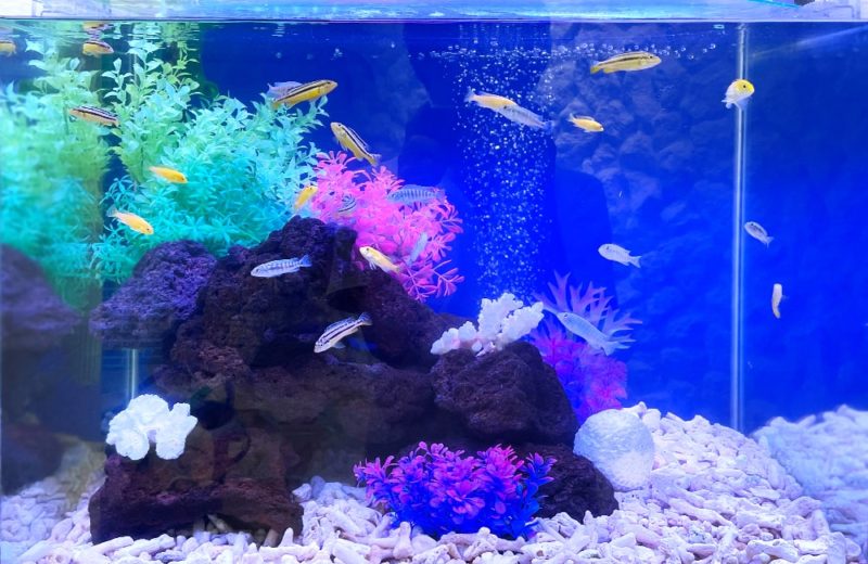 法律事務所様 60cm 淡水魚水槽レンタル事例 水槽画像3