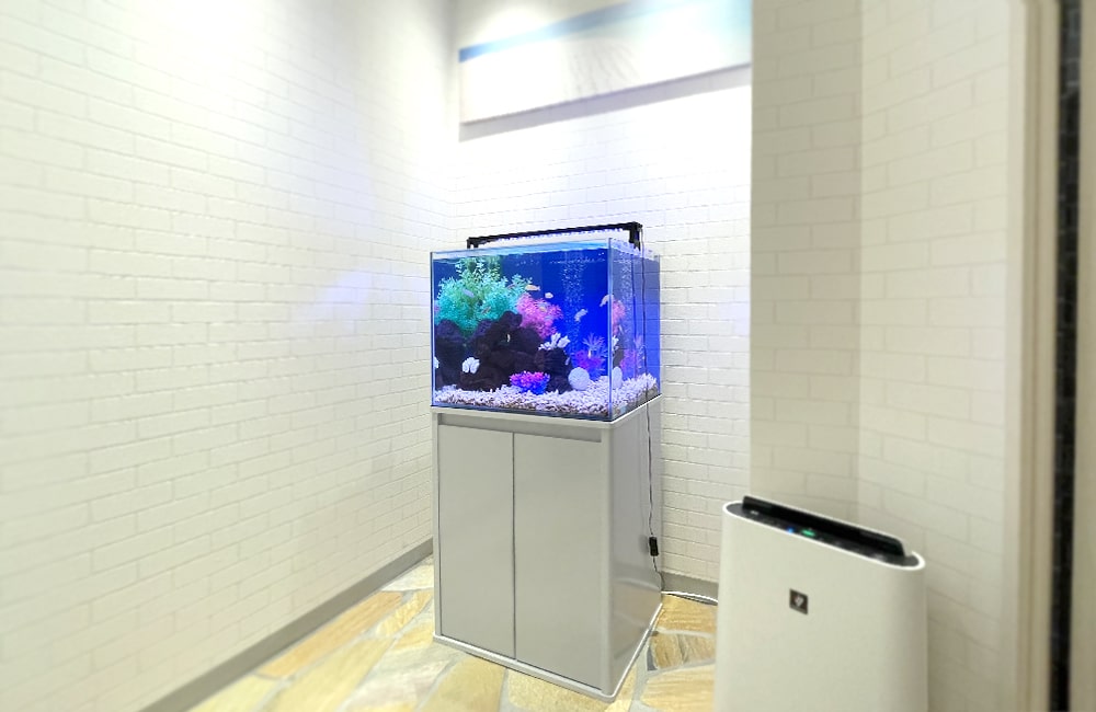 60cm淡水魚水槽 全体