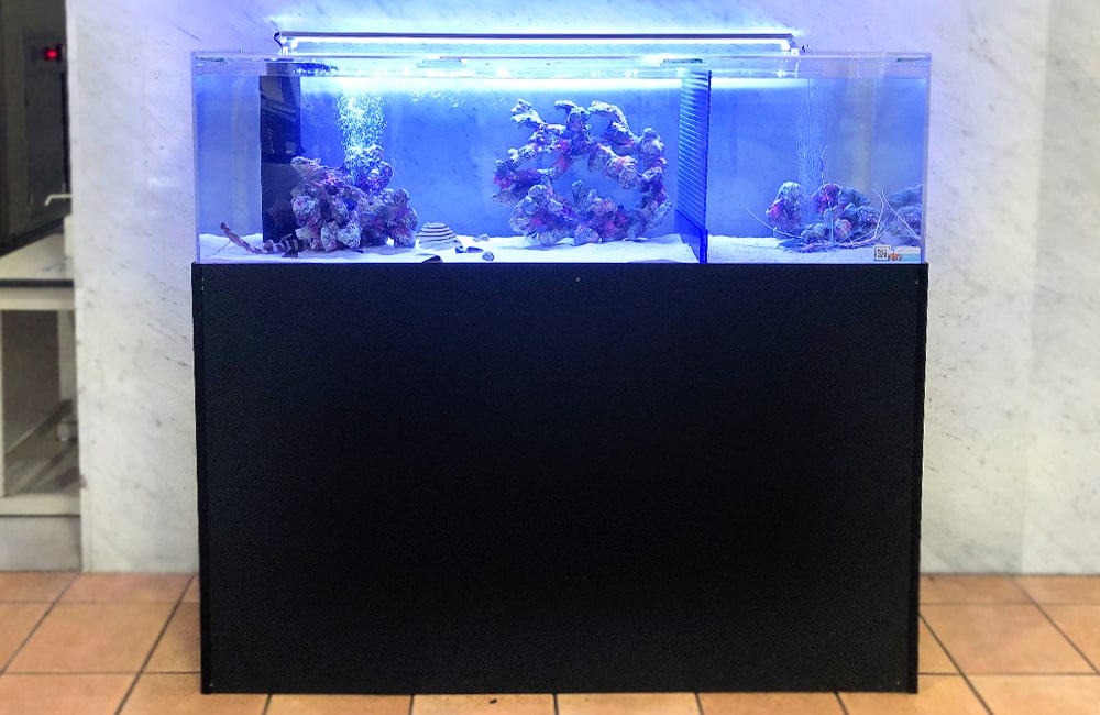 愛知県 人間環境大学様 150cm海水魚水槽 レンタル事例 メイン画像