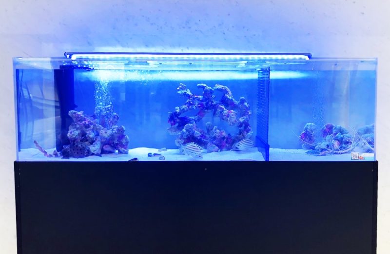 愛知県 人間環境大学様 150cm海水魚水槽 レンタル事例 水槽画像５