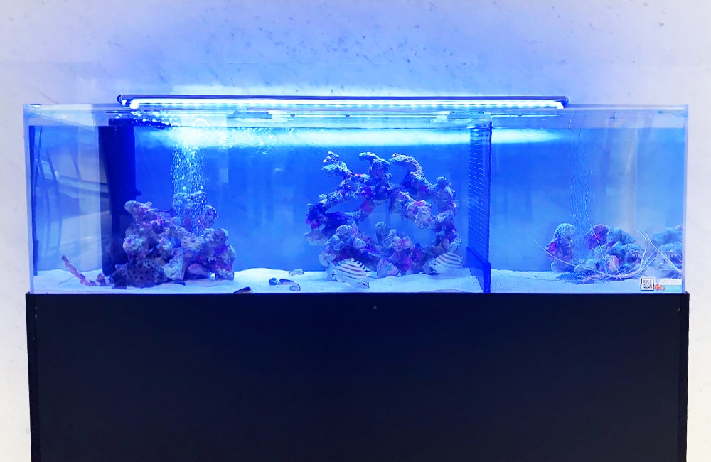 青い照明に照らされたライブロック配置の海水魚水槽