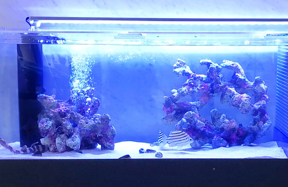 青い照明の海水魚水槽とライブロックや気泡のレイアウト