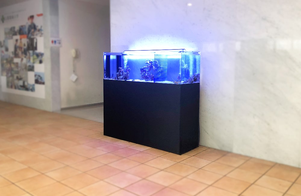 青い照明が灯る黒い水槽台の海水魚水槽