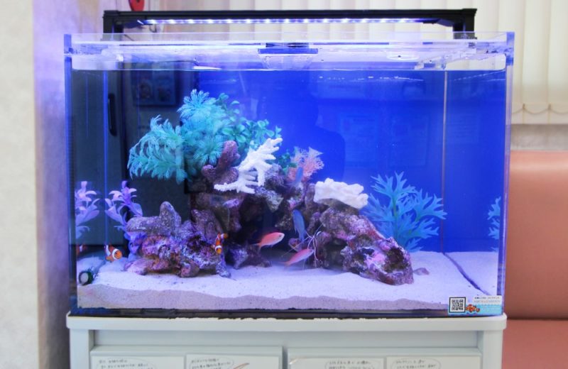 文京区 眼科 60cm海水魚水槽レンタル事例 その後の様子 水槽画像2