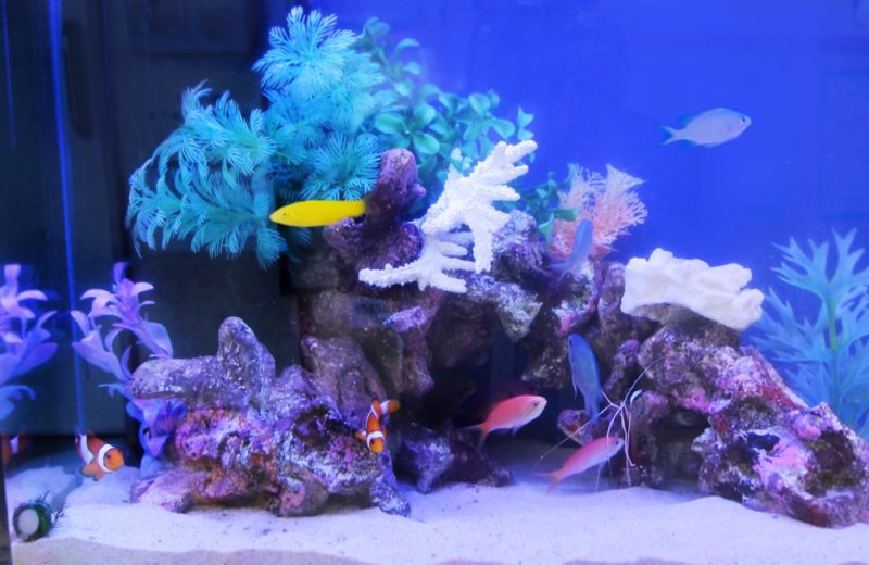 文京区 眼科 60cm海水魚水槽レンタル事例 その後の様子 水槽画像3
