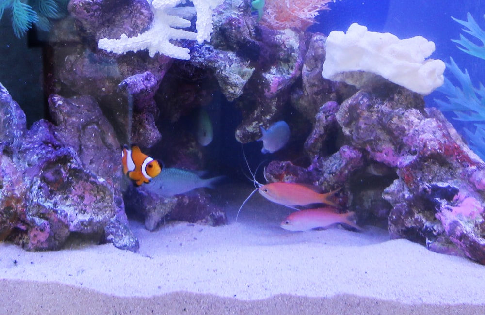 ライブロックの隙間を泳ぐクマノミと海水魚の混泳水槽