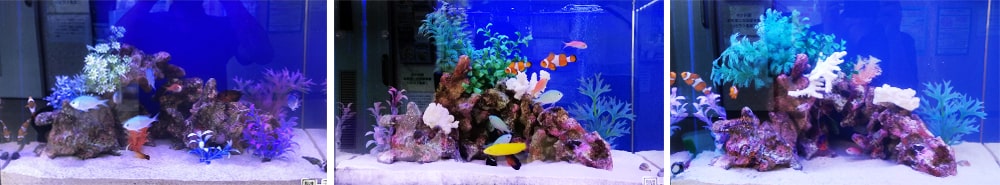 カクレクマノミと海水魚が泳ぐサンゴレイアウトの水槽