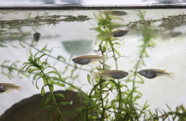 水草の間を泳ぐ数匹のメダカと水面に浮かぶ浮き草