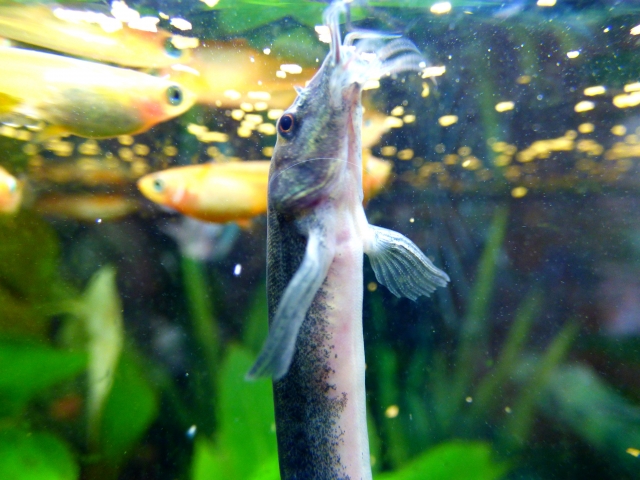 水面で呼吸するドジョウと泳ぐメダカの仲間
