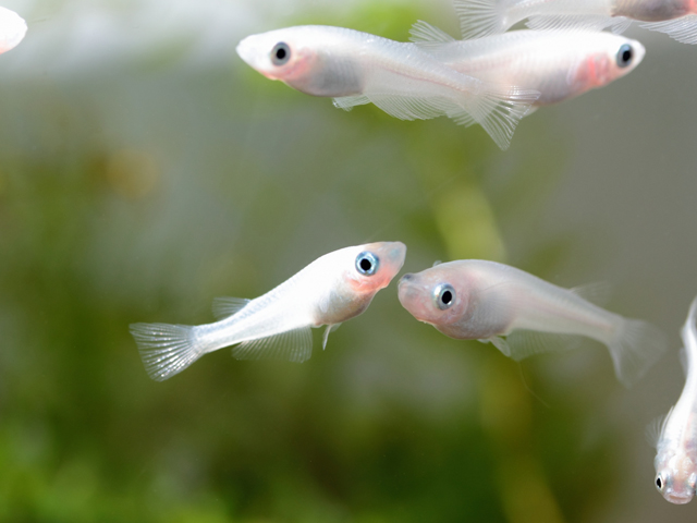 水草を背景に泳ぐ白いメダカの群れ