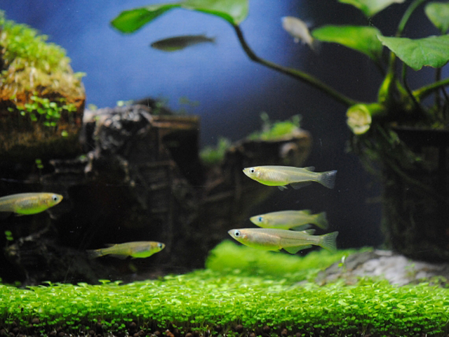 水草の絨毯の上を泳ぐ数匹のメダカとアヌビアス類