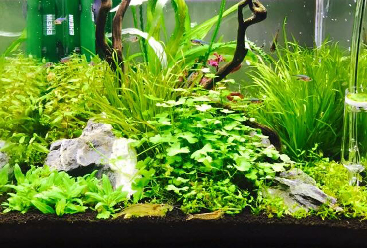 流木と石を配置した水草水槽を泳ぐ小型カラシンとエビ