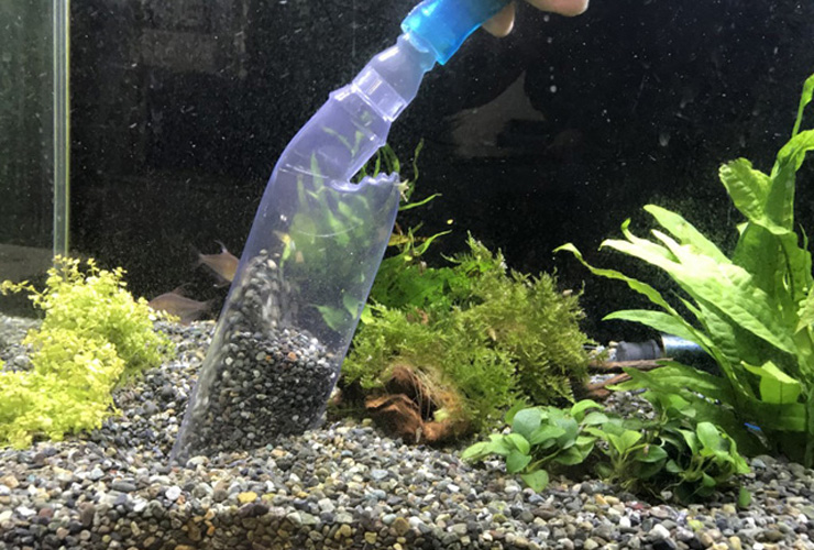 クリーナーポンプで水槽の砂利を掃除する様子