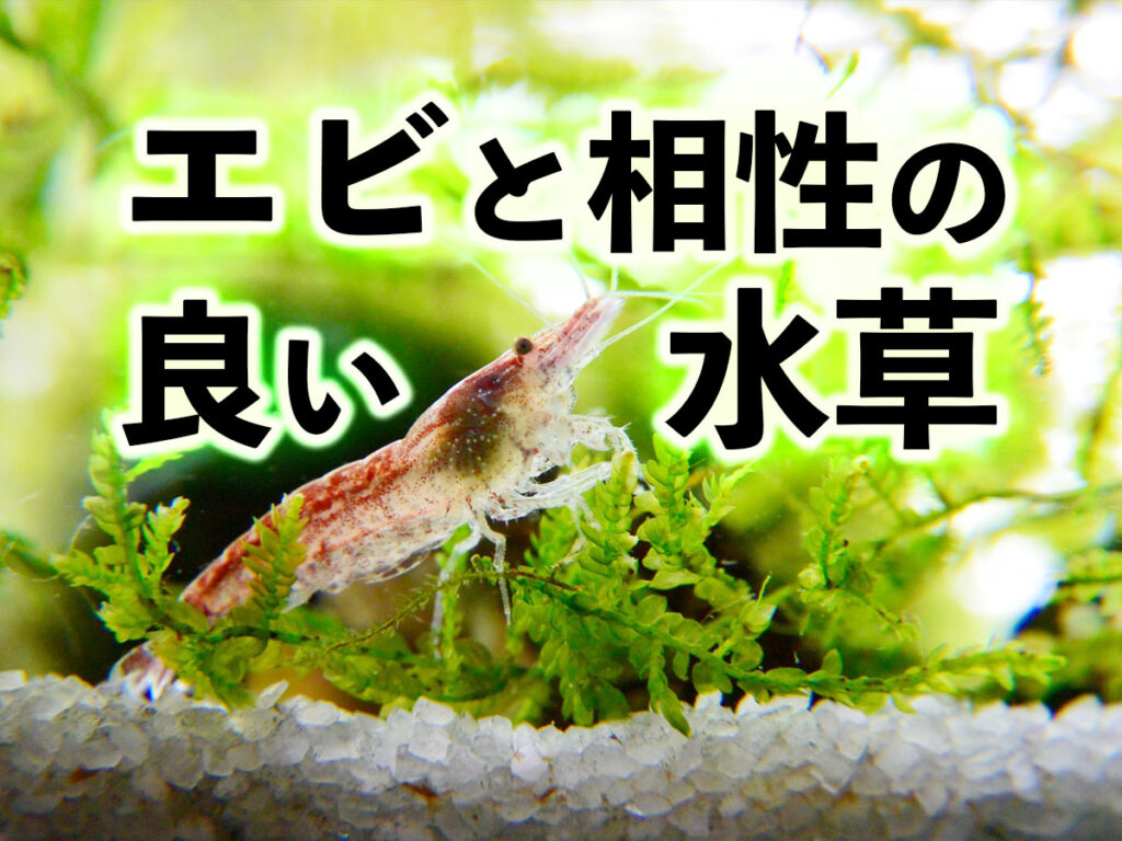 【エビ用水草】エビと相性の良い水草7選！エビ飼育にはこの水草で決まり！のサムネイル画像