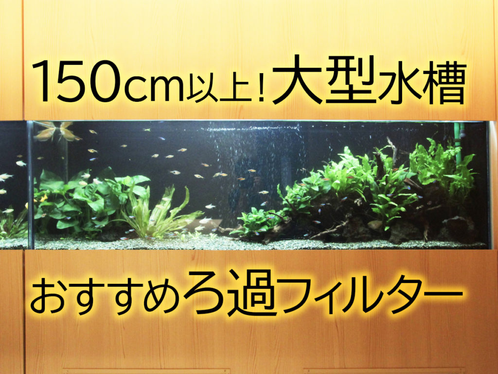 150cm以上!大型水槽のろ過フィルターとおすすめ設備をプロ目線で解説のサムネイル画像