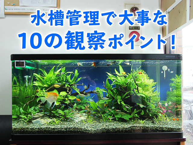 水槽管理で大事な10の観察ポイントの見出し画像