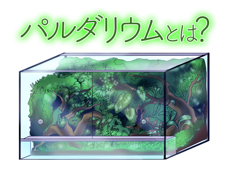 パルダリウムとは?の文字と植物が茂る水槽のイラスト