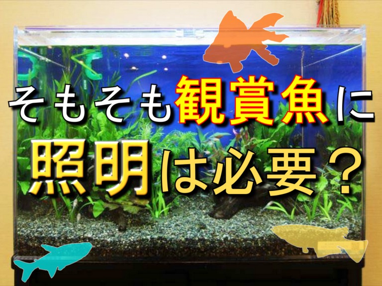 観賞魚に照明は必要かの文字が入った水槽の見出し画像