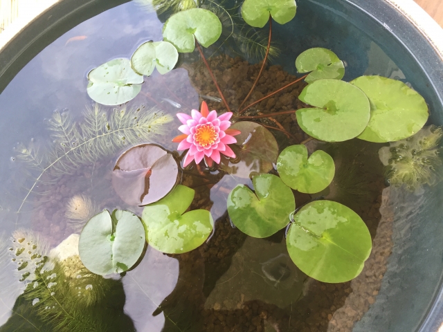 睡蓮鉢に咲くピンク色の花と浮き草や水草の俯瞰画像