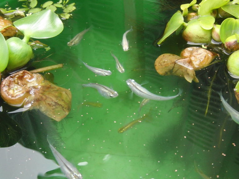 ホテイアオイが浮かぶ水槽で泳ぐメダカと浮遊する餌