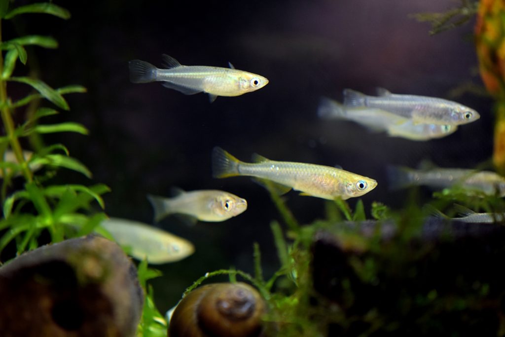メダカと一緒に飼える魚や生き物は何がいる?混泳におすすめ・向かない生き物をご紹介のサムネイル画像