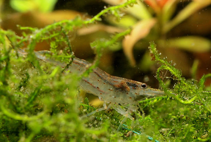 水草の茂みに隠れる透明なエビと緑色のウィローモス