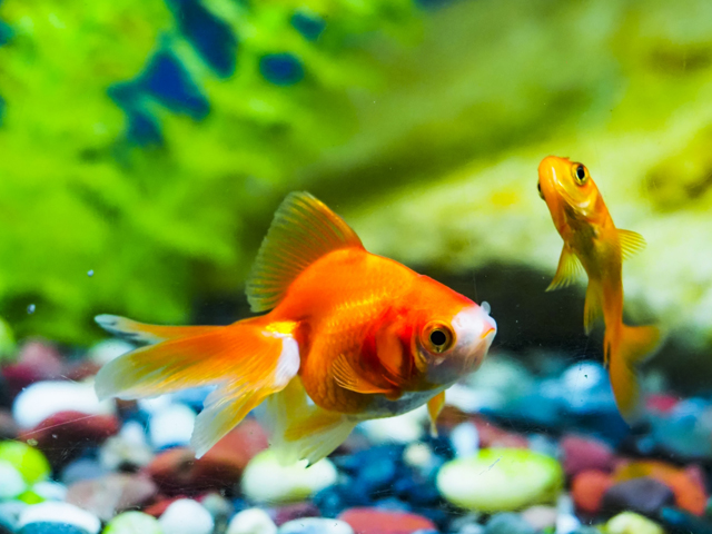 水草を背景に泳ぐ琉金と和金型の金魚と五色砂利の底砂