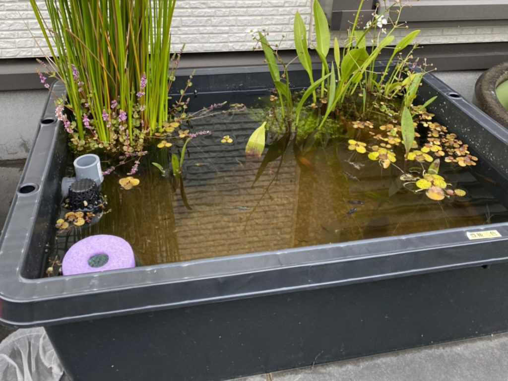 水草が茂る屋外設置の黒いメダカ飼育用プラ舟