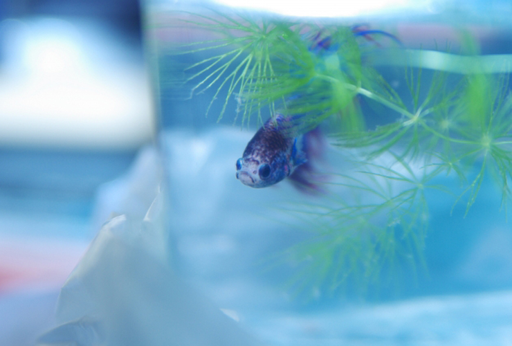 水草の陰から顔を出す青いベタと水槽内の風景