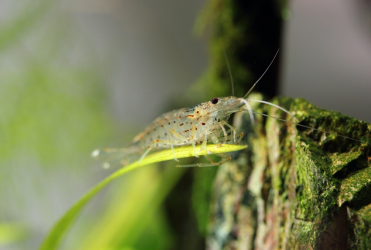 水草の葉に乗る半透明なヌマエビの仲間と苔の付いた流木
