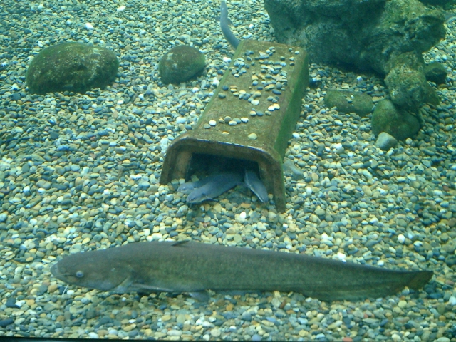 砂利を敷いた水槽の底で休むナマズと土管の隠れ家