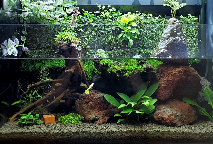 流木と岩を組んだ水草アクアテラリウムと泳ぐグッピー
