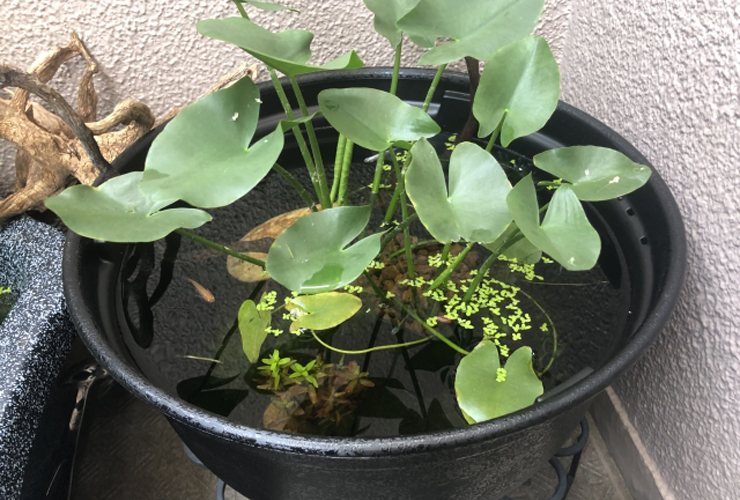 黒い鉢でメダカと水草を飼育する屋外ビオトープの全景
