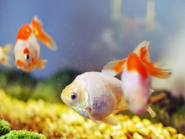 水槽内を泳ぐ白と赤の金魚と底に敷かれた黄色い砂利
