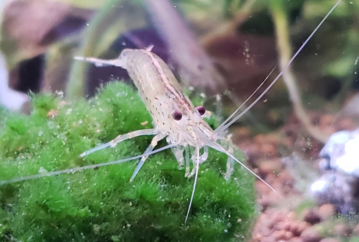緑の苔の上に乗る透明なエビと水槽内の水草