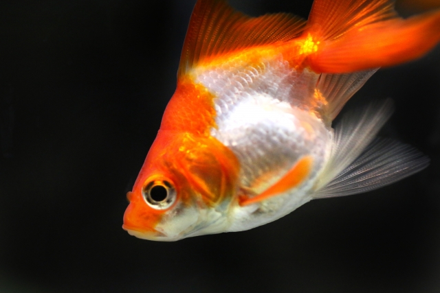 黒い背景を泳ぐ赤と白の琉金型の金魚