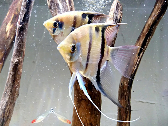 流木の前を泳ぐ2匹のエンゼルフィッシュと小型熱帯魚