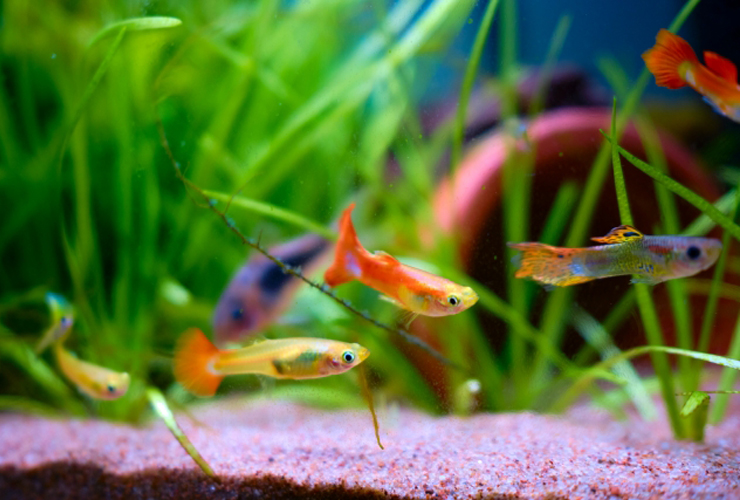 水草の間を泳ぐグッピーと底砂にいる小型熱帯魚の群れ