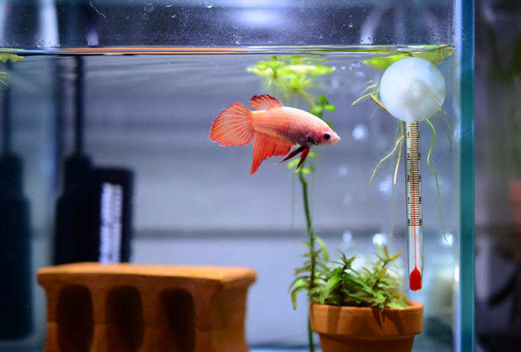 水槽内を泳ぐ赤いベタと水温計や水草のレイアウト