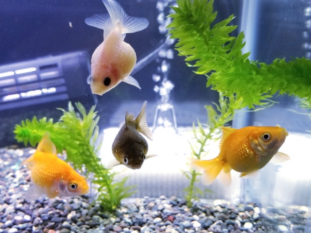 水草と砂利が設置された水槽内を泳ぐ4匹の金魚
