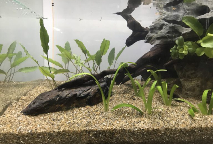 砂を敷いた水槽内の流木と植えられた数種類の水草
