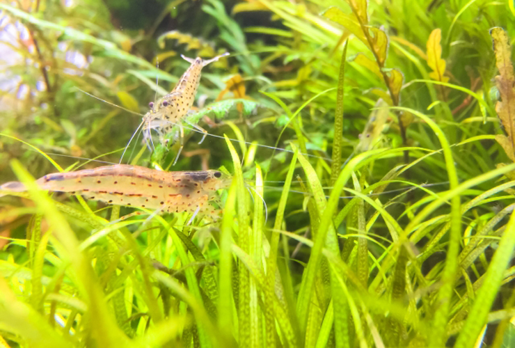 水草の茂みに隠れる2匹の淡水エビと緑豊かな水槽内景