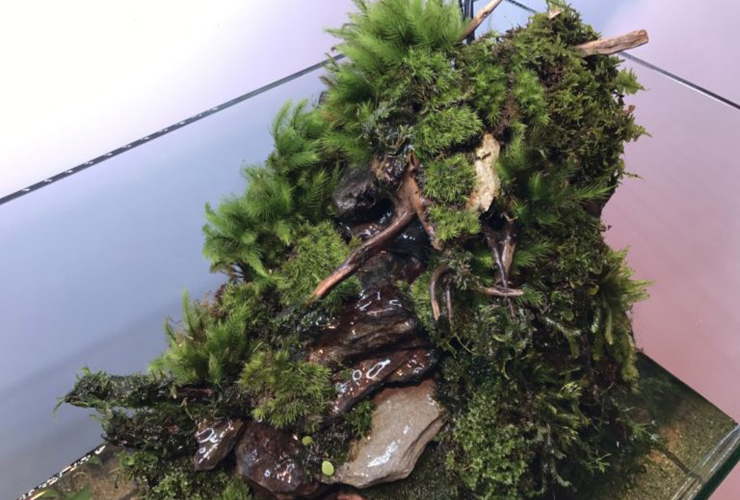 苔が群生する流木と石を組んだアクアテラリウムのレイアウト