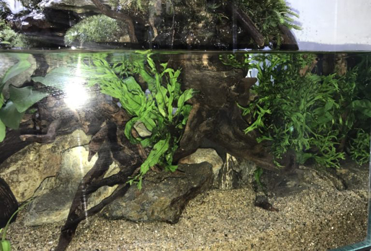 流木と水草を配置したアクアテラリウムの水中部分