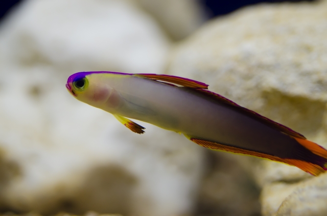 白い岩を背景に泳ぐ紫色の頭をした海水魚の仲間