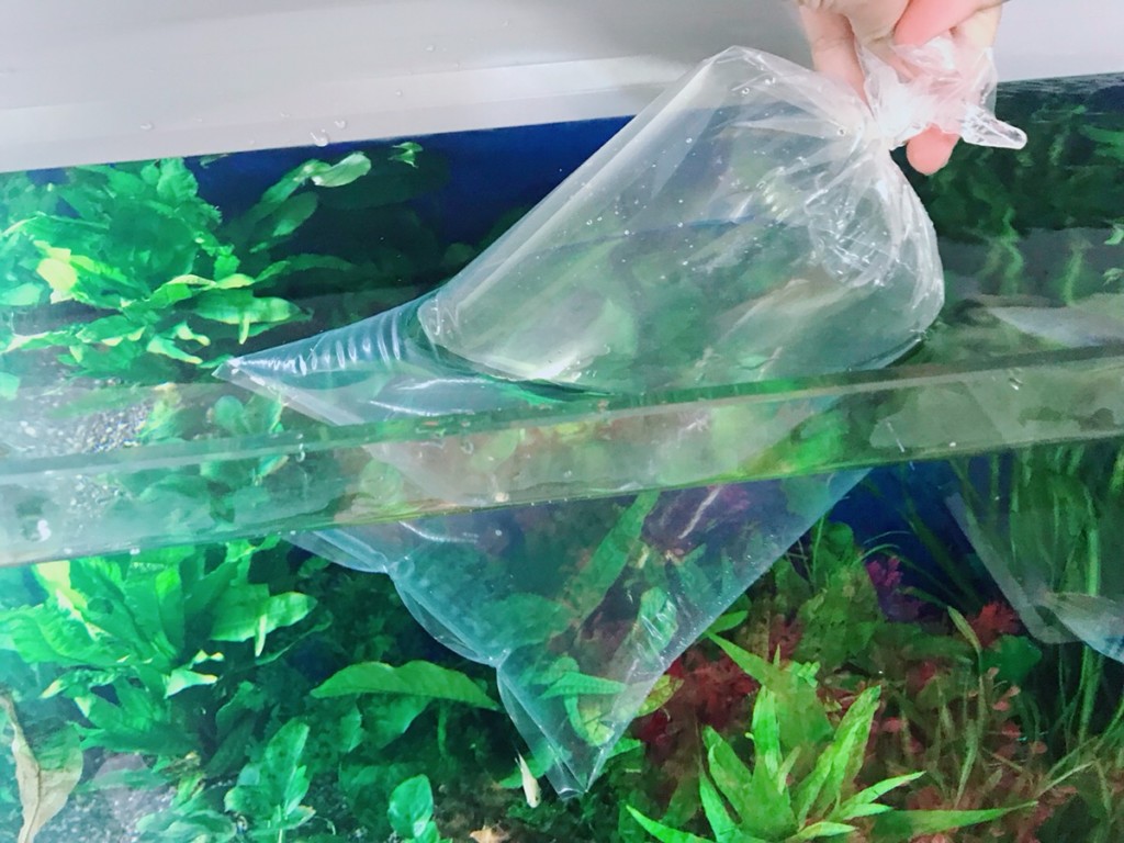 熱帯魚・観賞魚の水合わせ方法！水温合わせや点滴法・使う道具を解説します！のサムネイル画像
