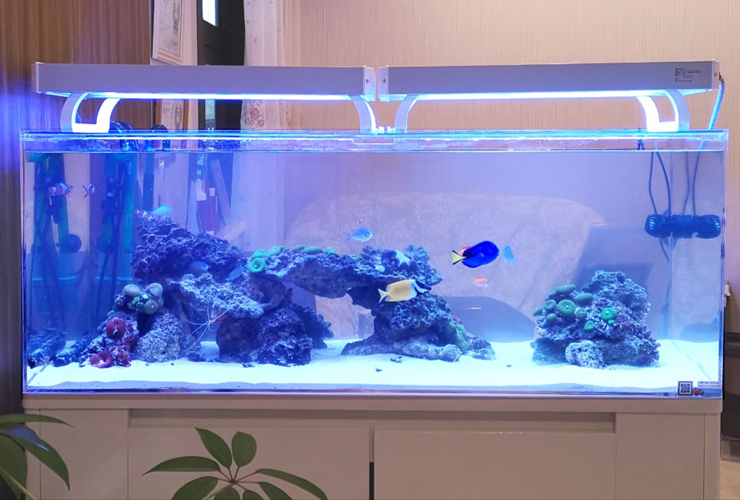 海水魚とサンゴが泳ぐ大型のオーバーフロー水槽